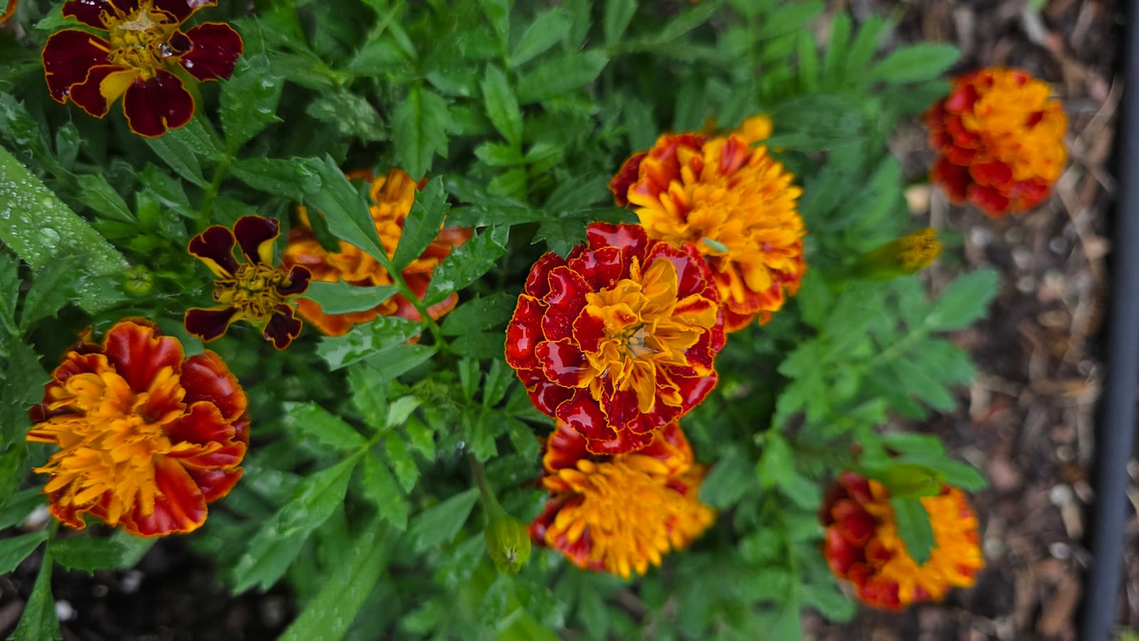 Companion Planting Matrix