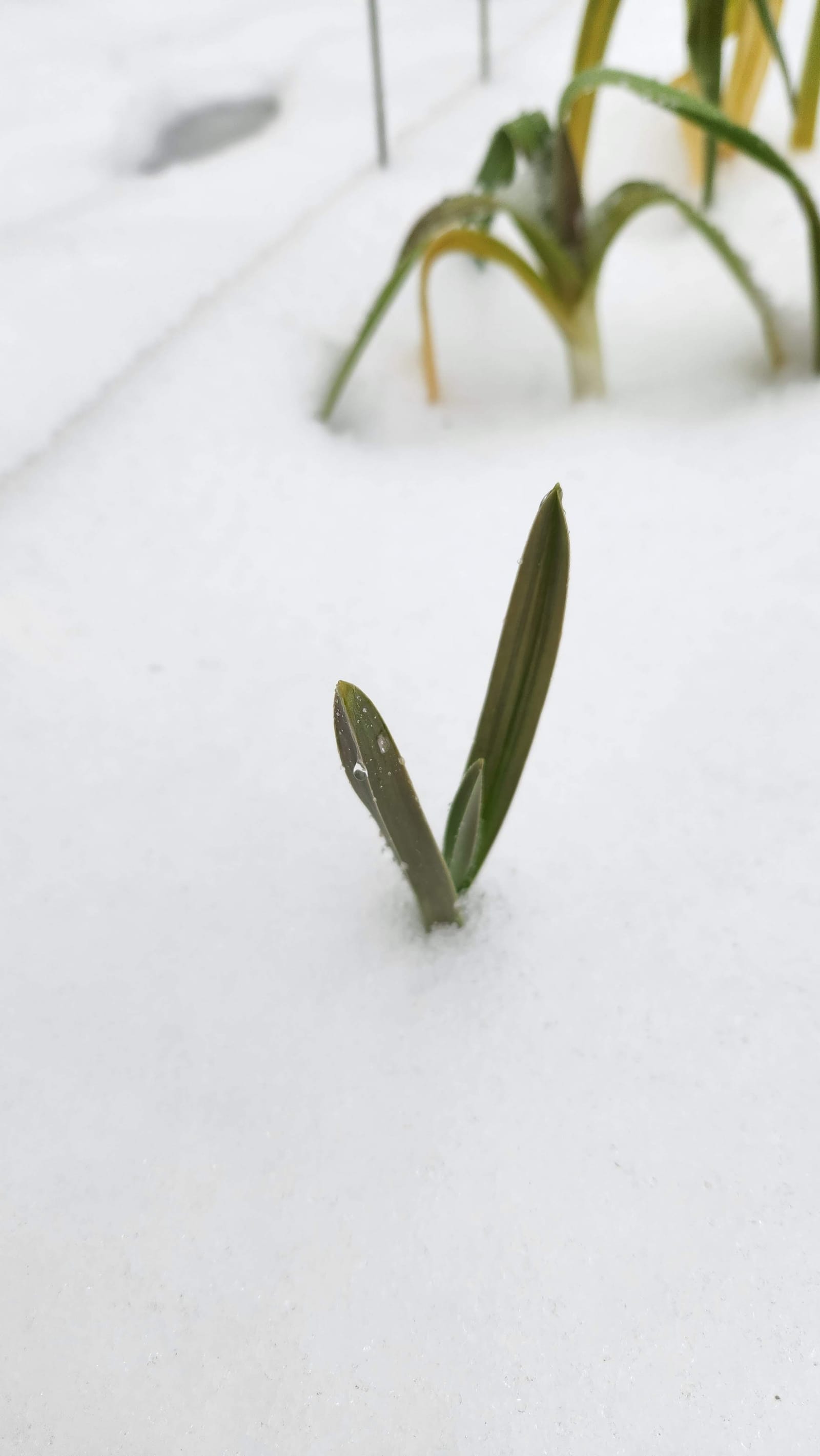 Frost Date Planner