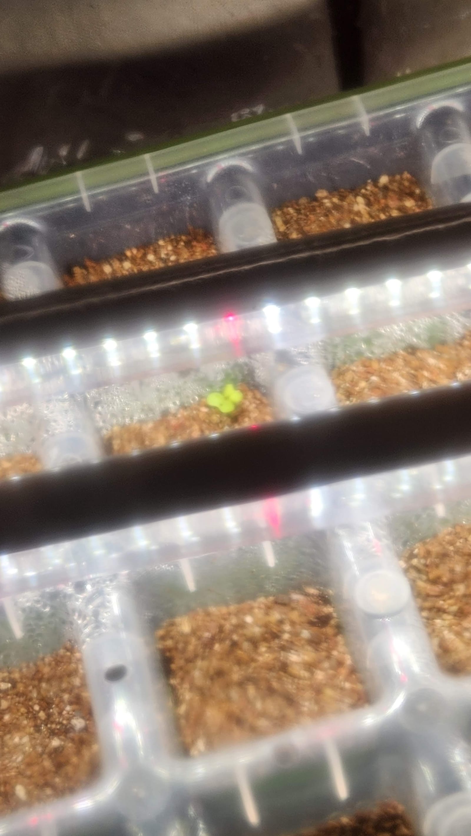 Seed Starting Calendar