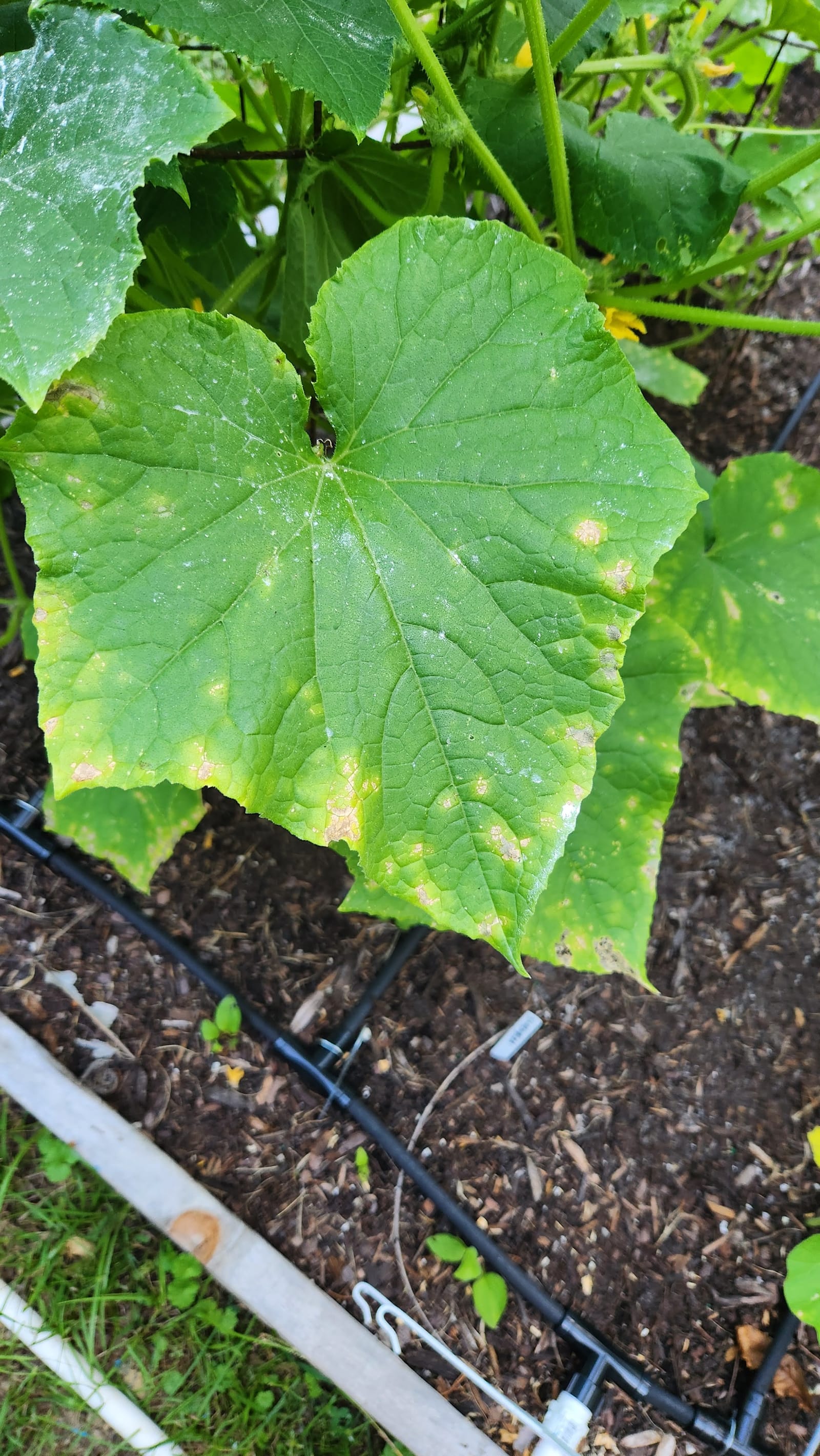 Pest ID & Response