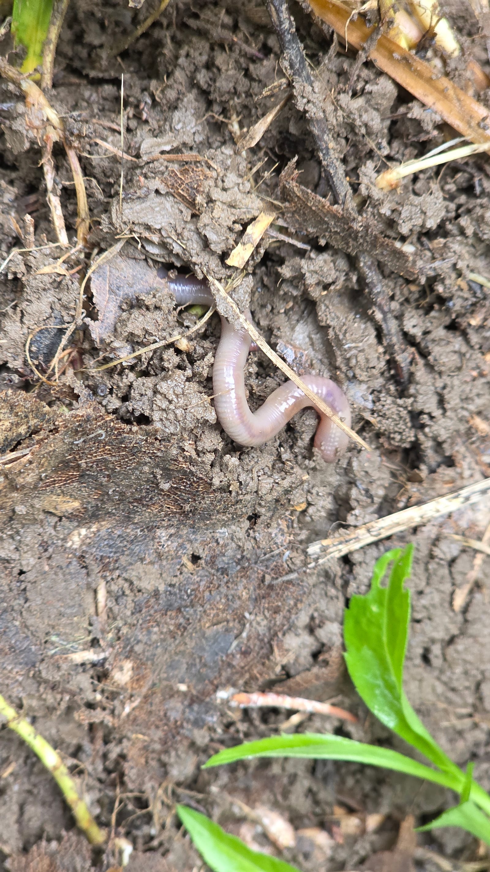 Worm Bin Sizer