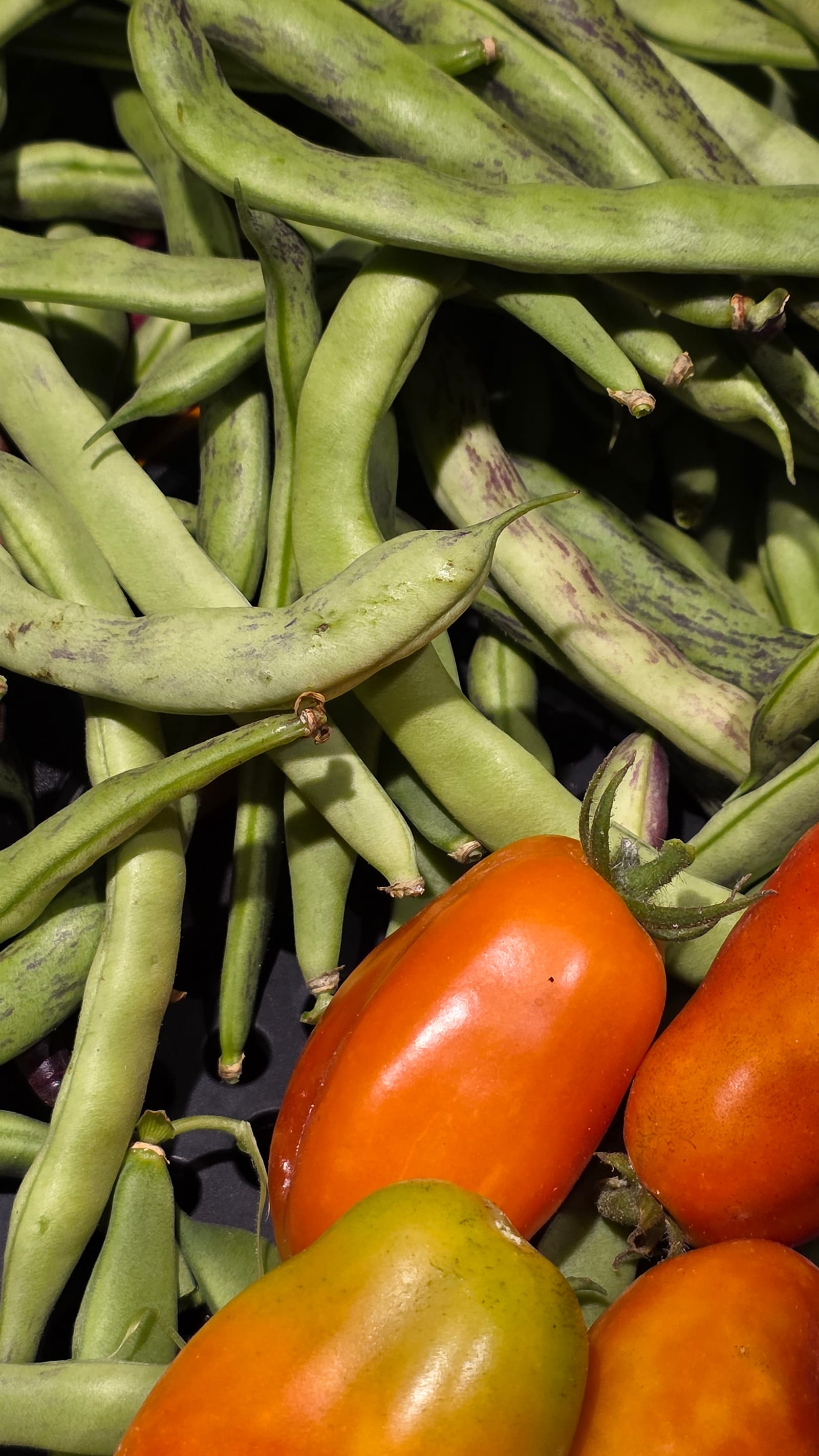 Seed Spacing & Yield